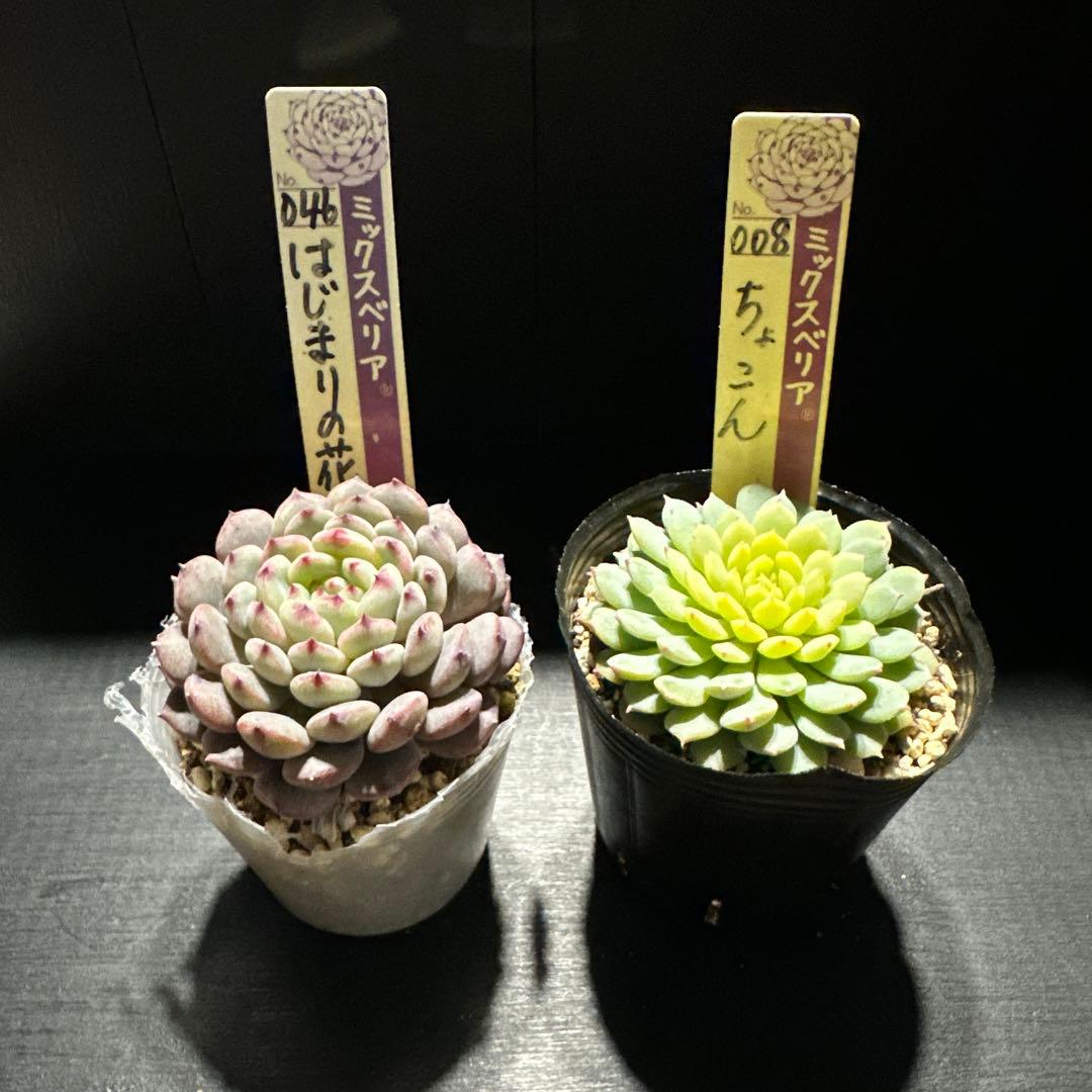 ゆ*ま様 おらいさん苗10点セット　まだまだ成長お楽しみに♡札なし