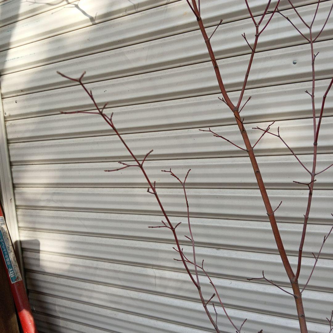 コハウチワカエデ　山採り　⑥