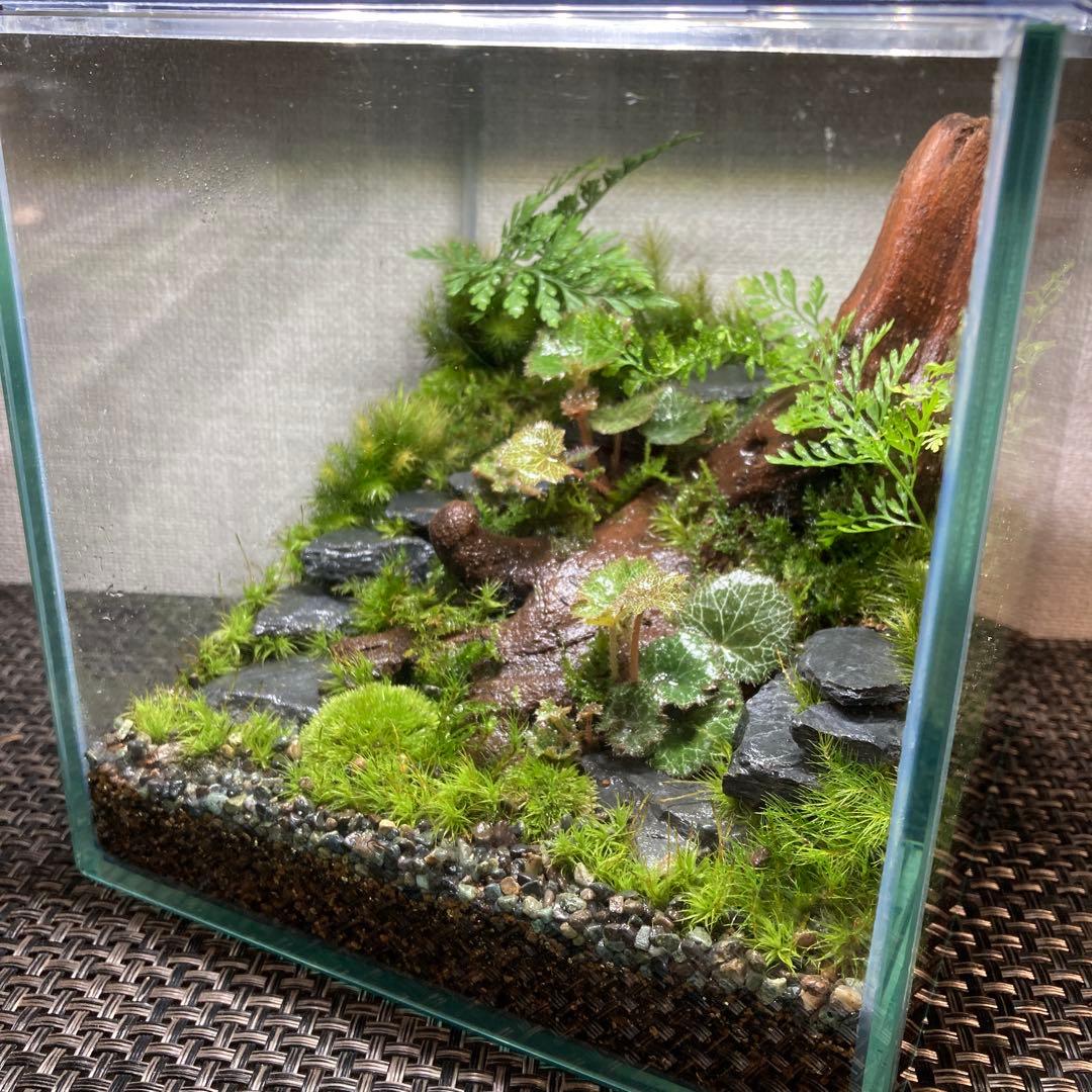 苔テラリウム　コレクション2