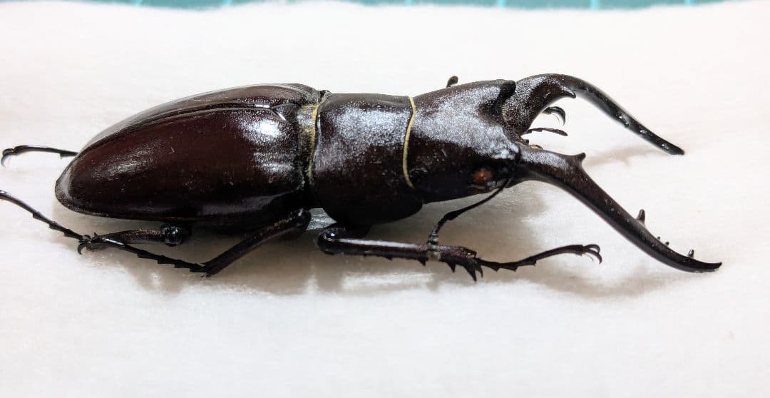 石垣　ヤエヤマノコギリ