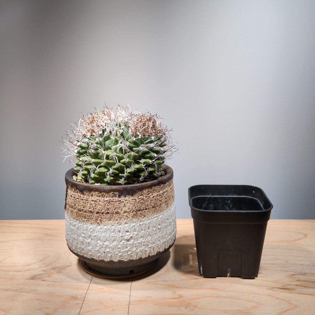 アロンソイ　綴化　分頭