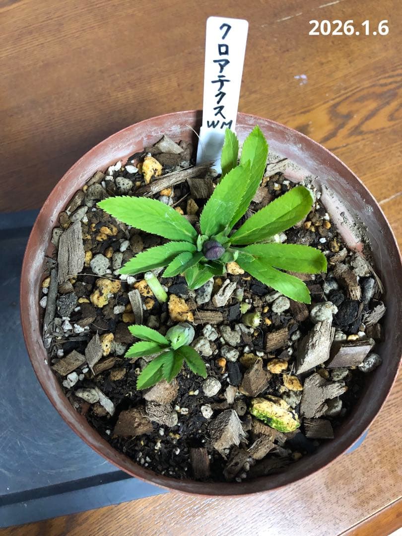 クリスマスローズ　クロアチクス　原種