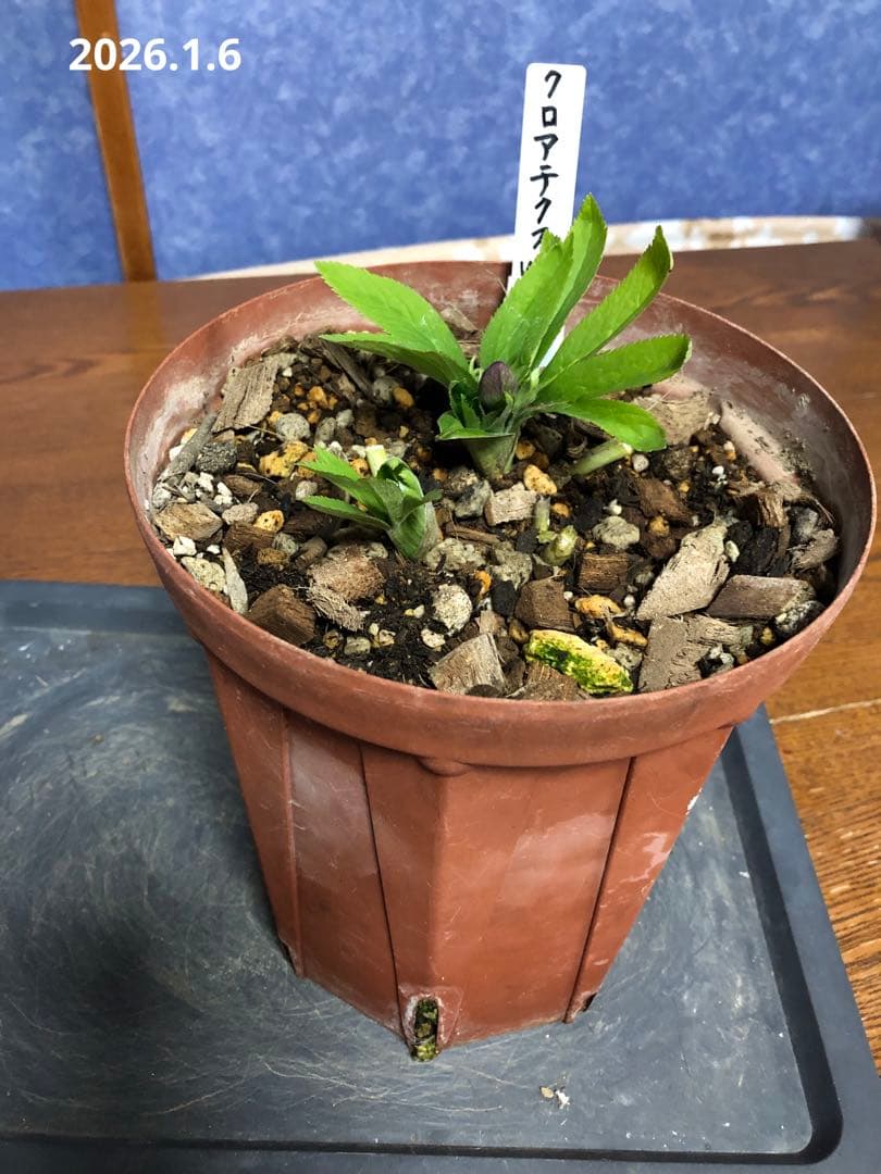 クリスマスローズ　クロアチクス　原種