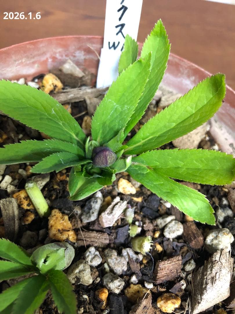 クリスマスローズ　クロアチクス　原種