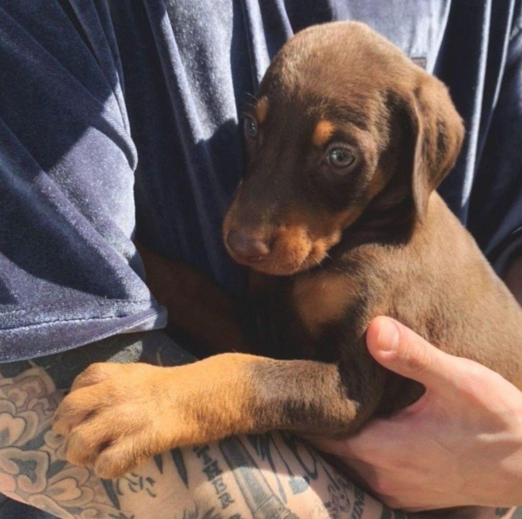 確認用　エコバッグ