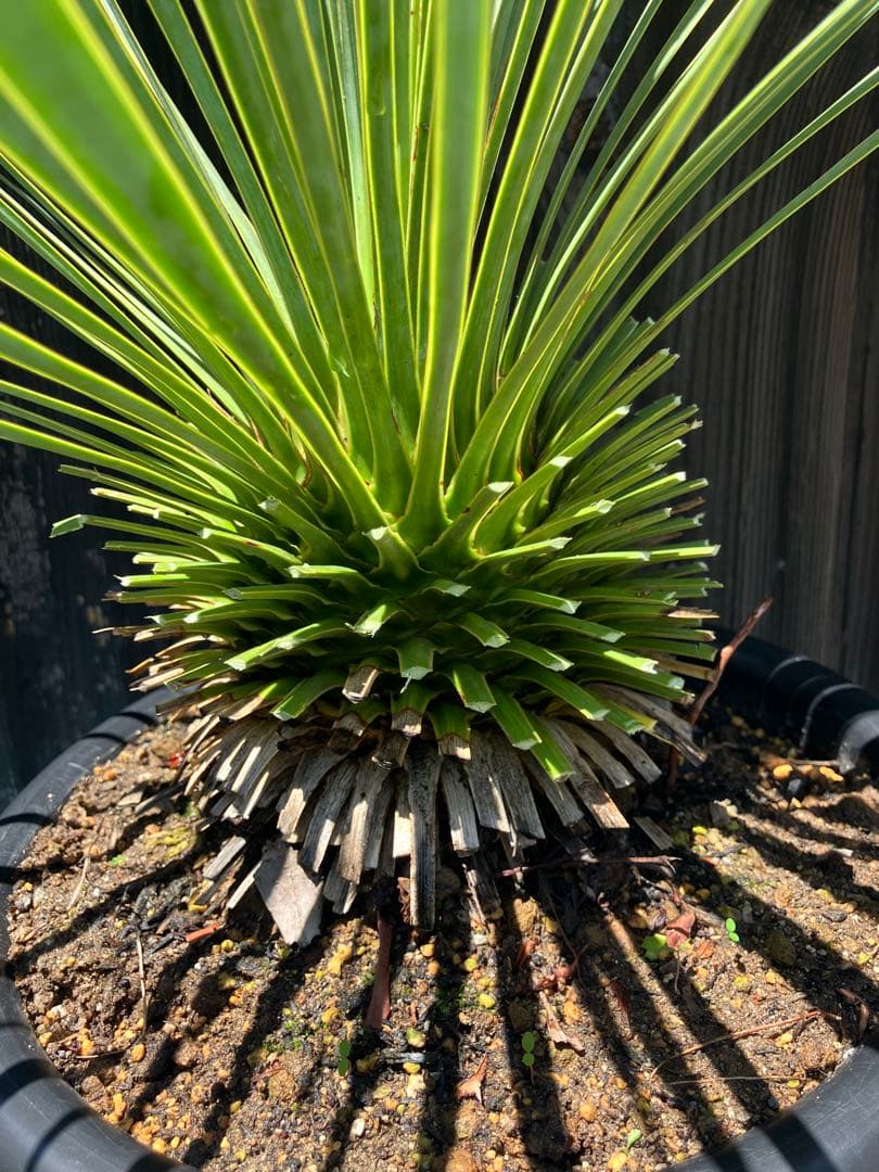 ユッカ ロストラータ　実生　掘り上げ2