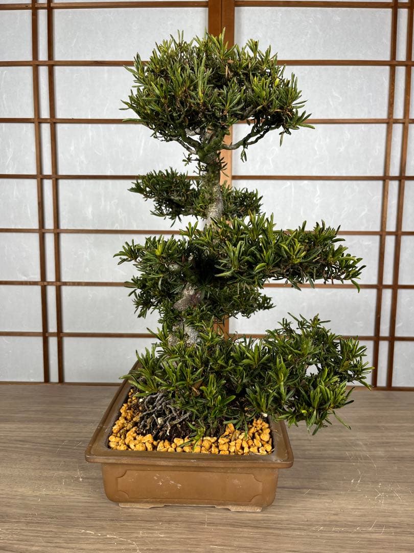 【皐月(さつき)】 \"雪中の松(せっちゅうのまつ)\" 盆栽 素材 / 希少