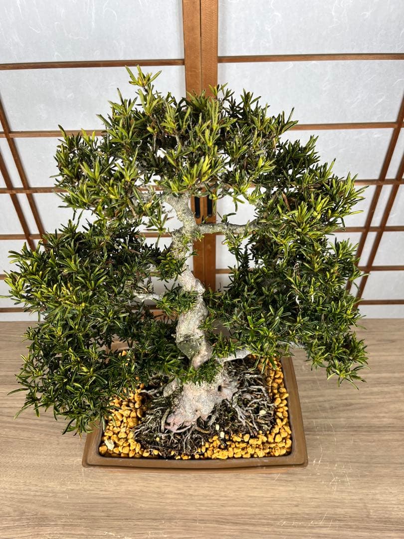 【皐月(さつき)】 \"雪中の松(せっちゅうのまつ)\" 盆栽 素材 / 希少