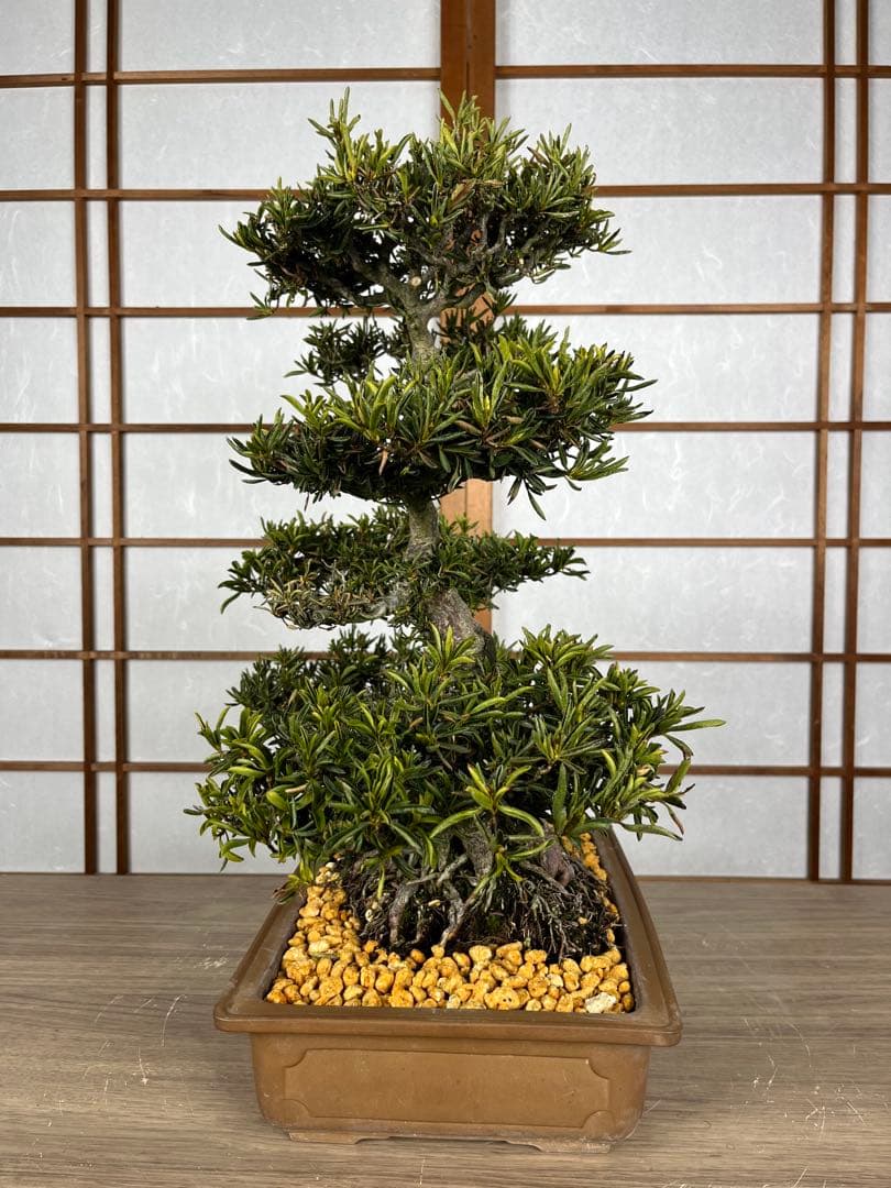 【皐月(さつき)】 \"雪中の松(せっちゅうのまつ)\" 盆栽 素材 / 希少