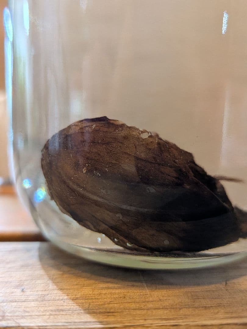 【激レア深海魚】チョウチンアンコウの一種 液浸標本