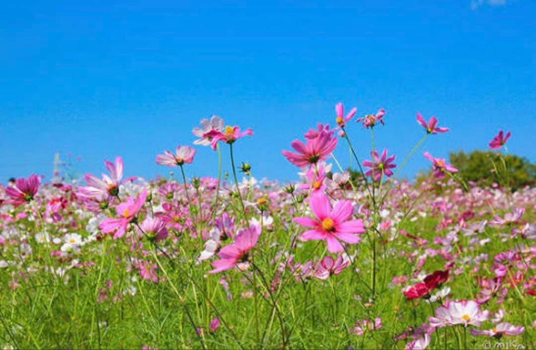 クレンジング・メイク落とし Nagisa