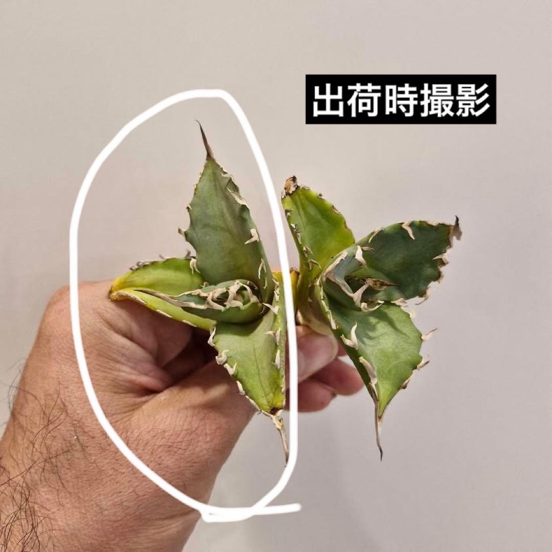 匿名配送【初売り】22 激レア　REZA産　イラン　アガベ　Griffin SP