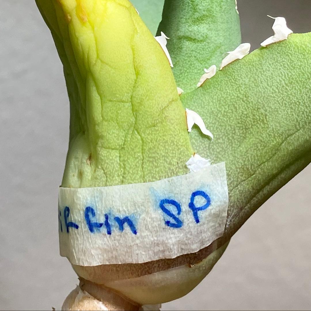 匿名配送【初売り】22 激レア　REZA産　イラン　アガベ　Griffin SP