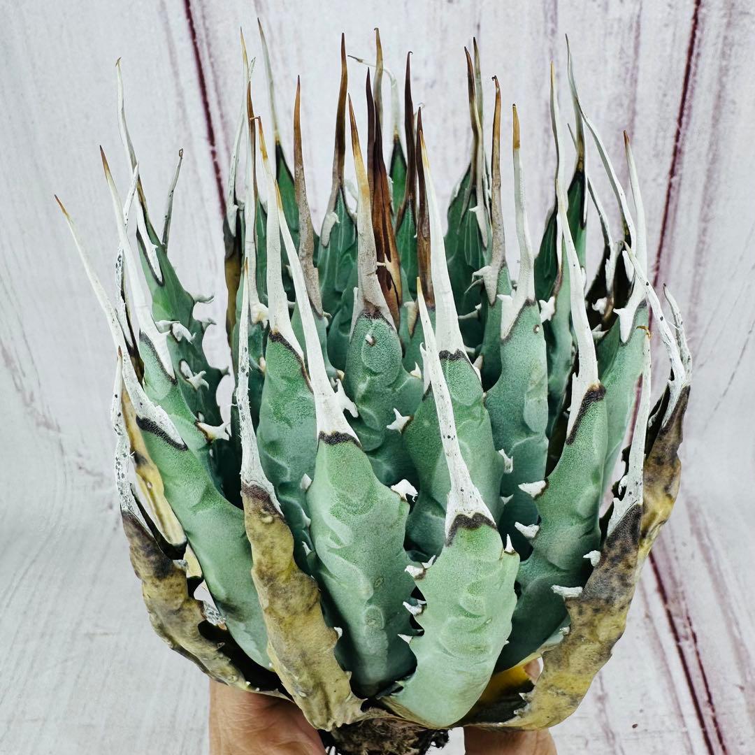 4 アガベ ユタエンシス エボリスピナ