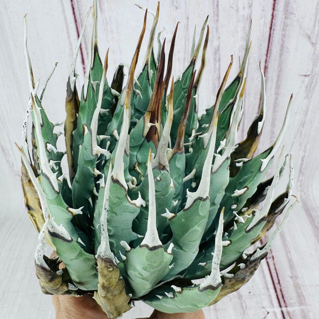 4 アガベ ユタエンシス エボリスピナ