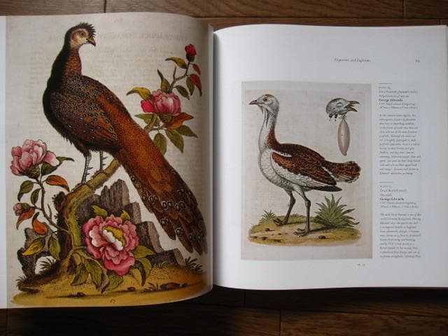 Birds : The Art of Ornithology　絶滅鳥