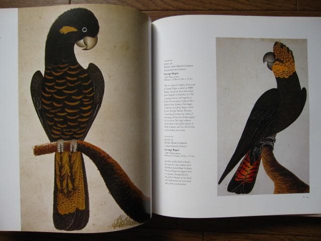 Birds : The Art of Ornithology　絶滅鳥