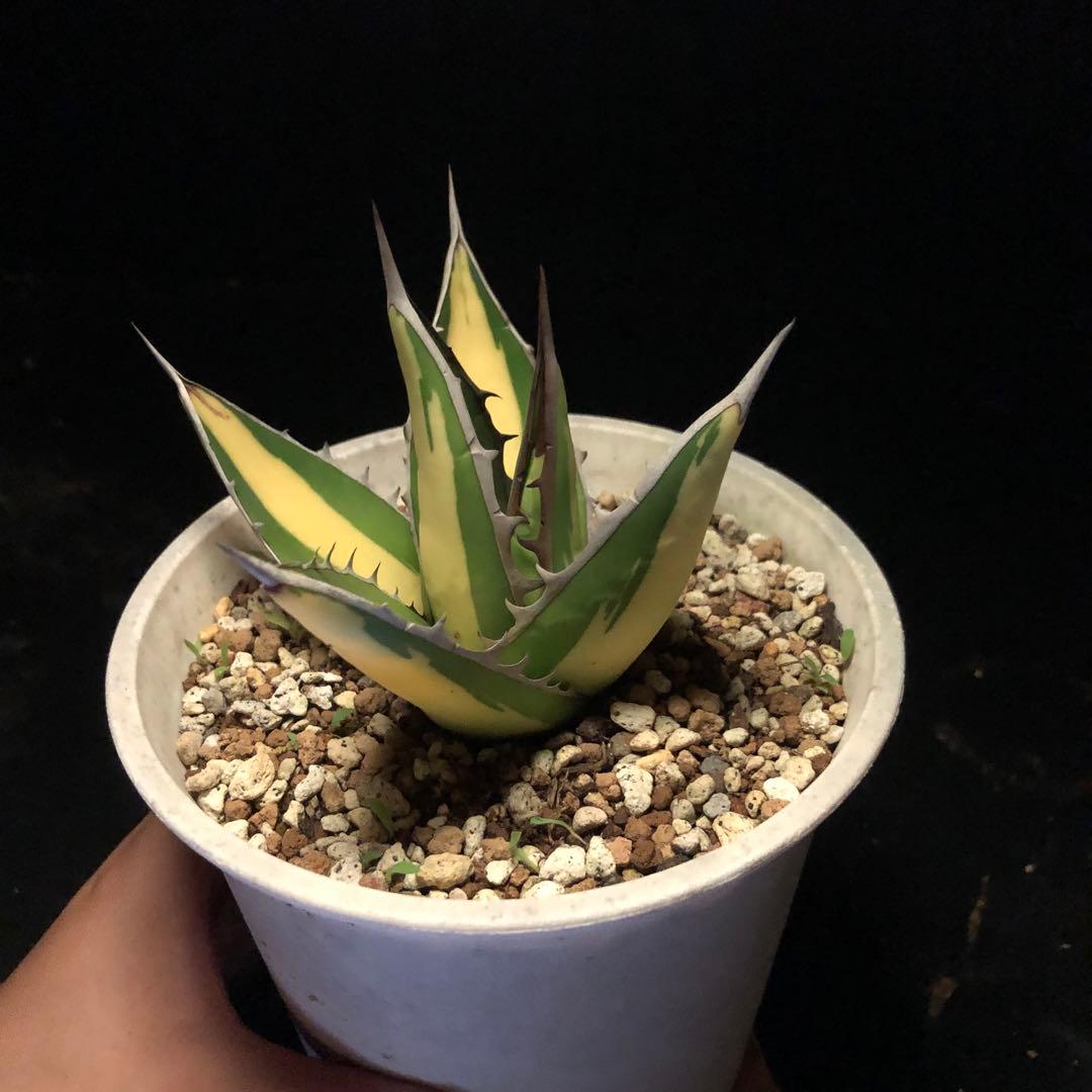 年末セールアガベパープソラム（Purpusorum）‼️26800-10000