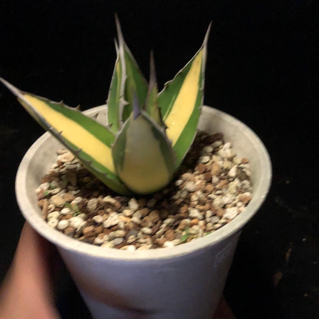 年末セールアガベパープソラム（Purpusorum）‼️26800-10000