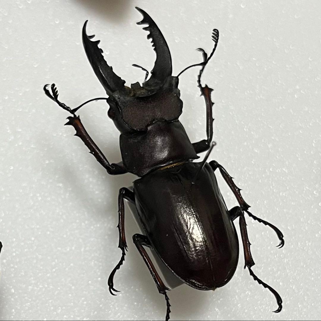 【大型個体！】 アマミミヤマクワガタ 標本