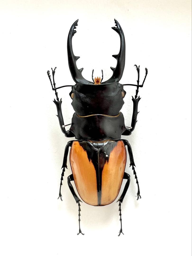 ブルマイスターツヤクワガタ　95mm 標本