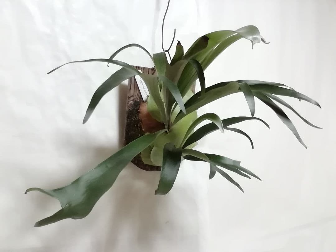 help help help希少株】P. bifurcatum オールド