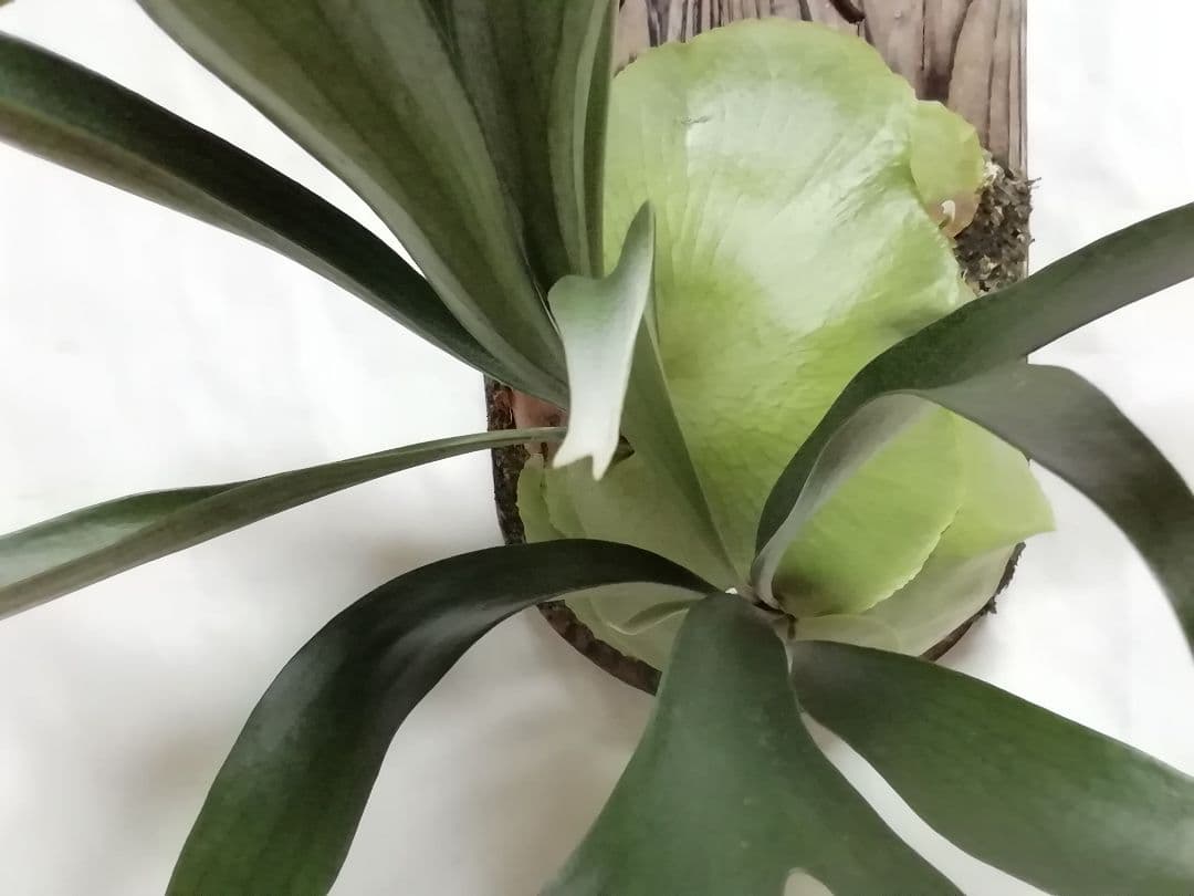 help help help希少株】P. bifurcatum オールド