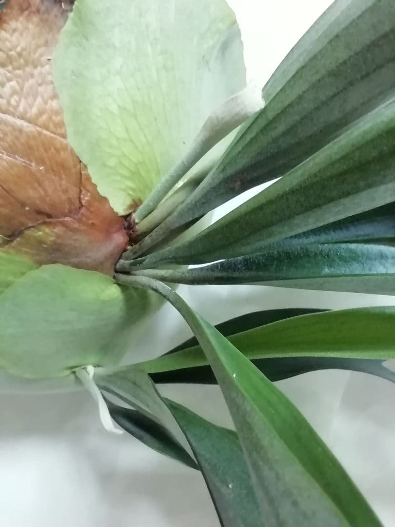 help help help希少株】P. bifurcatum オールド