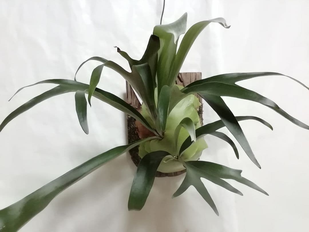 help help help希少株】P. bifurcatum オールド