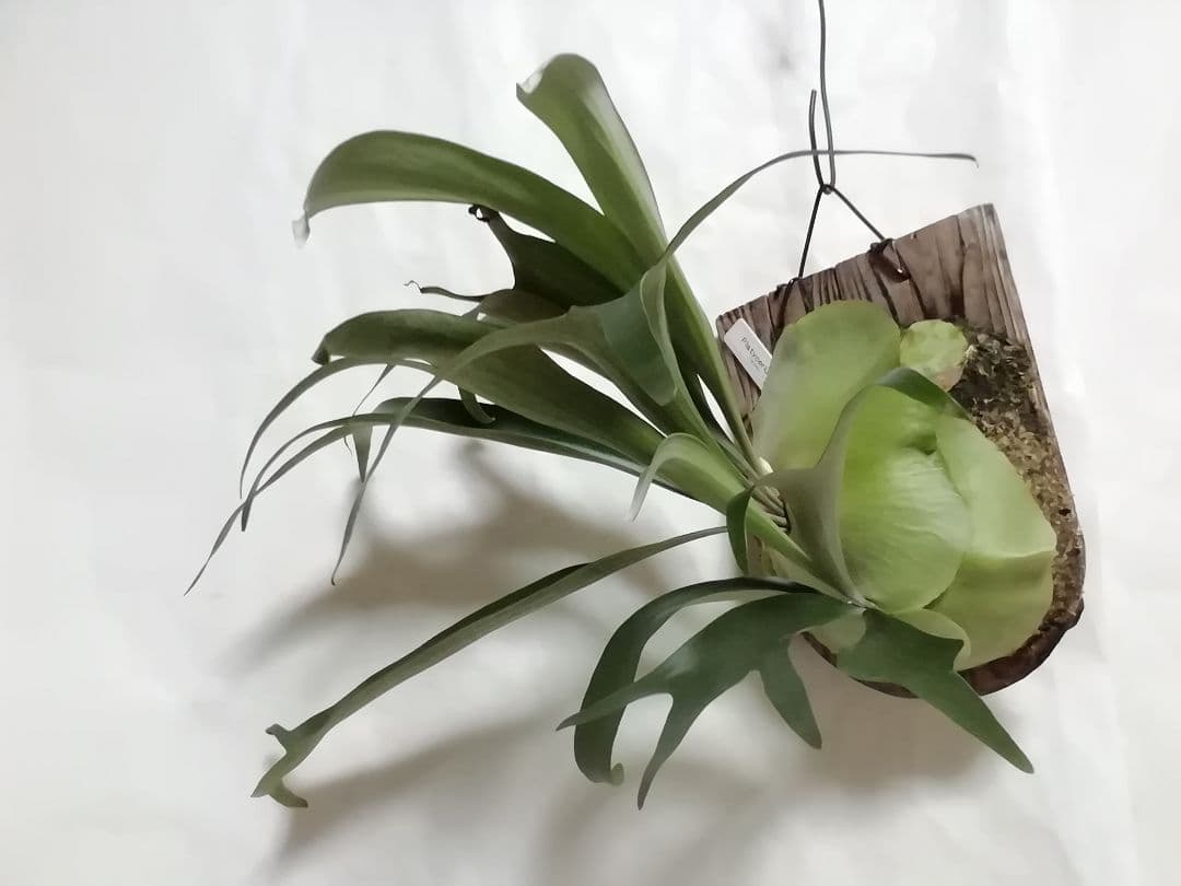 help help help希少株】P. bifurcatum オールド