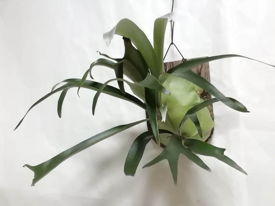 help help help希少株】P. bifurcatum オールド