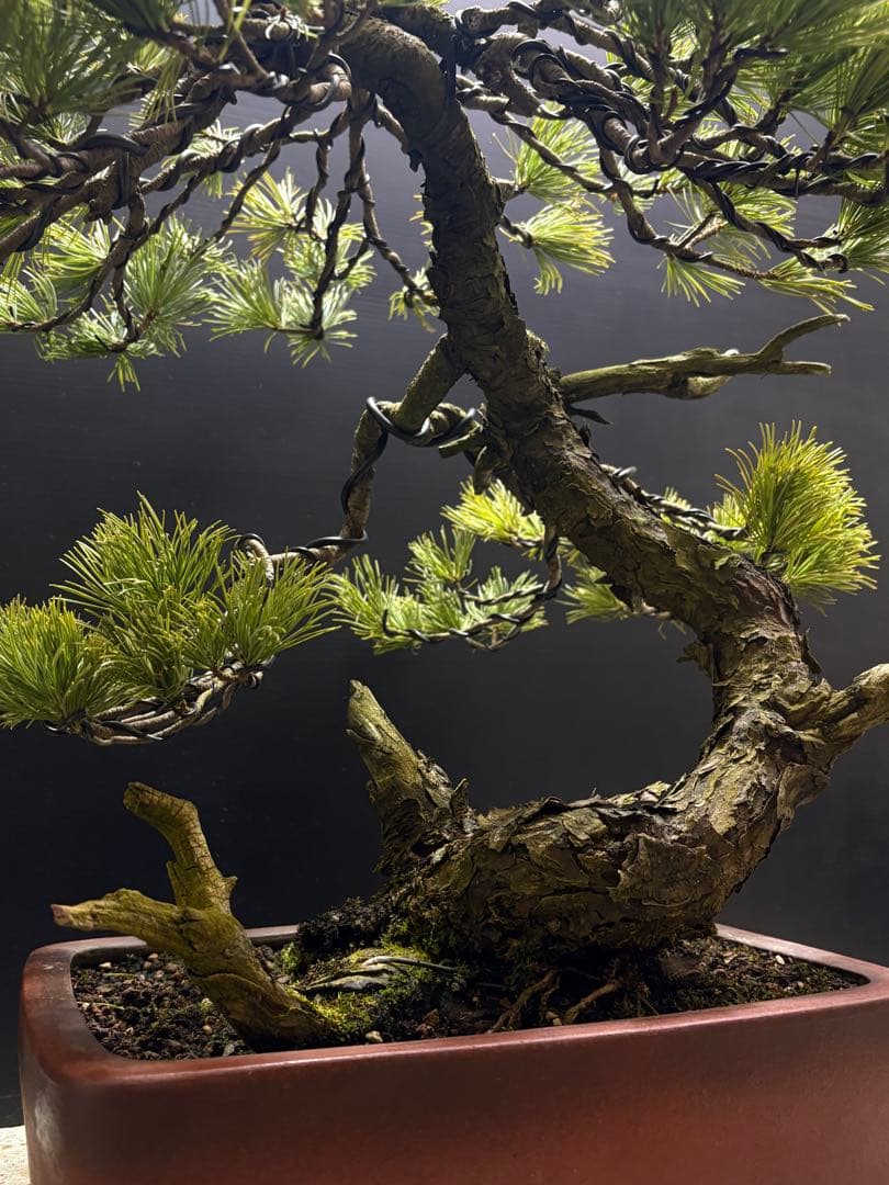 final price‼️ [盆栽]五葉松/山採り//黒松/真柏