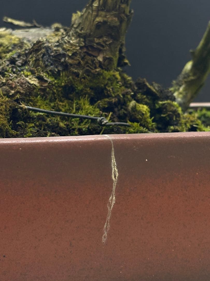 final price‼️ [盆栽]五葉松/山採り//黒松/真柏