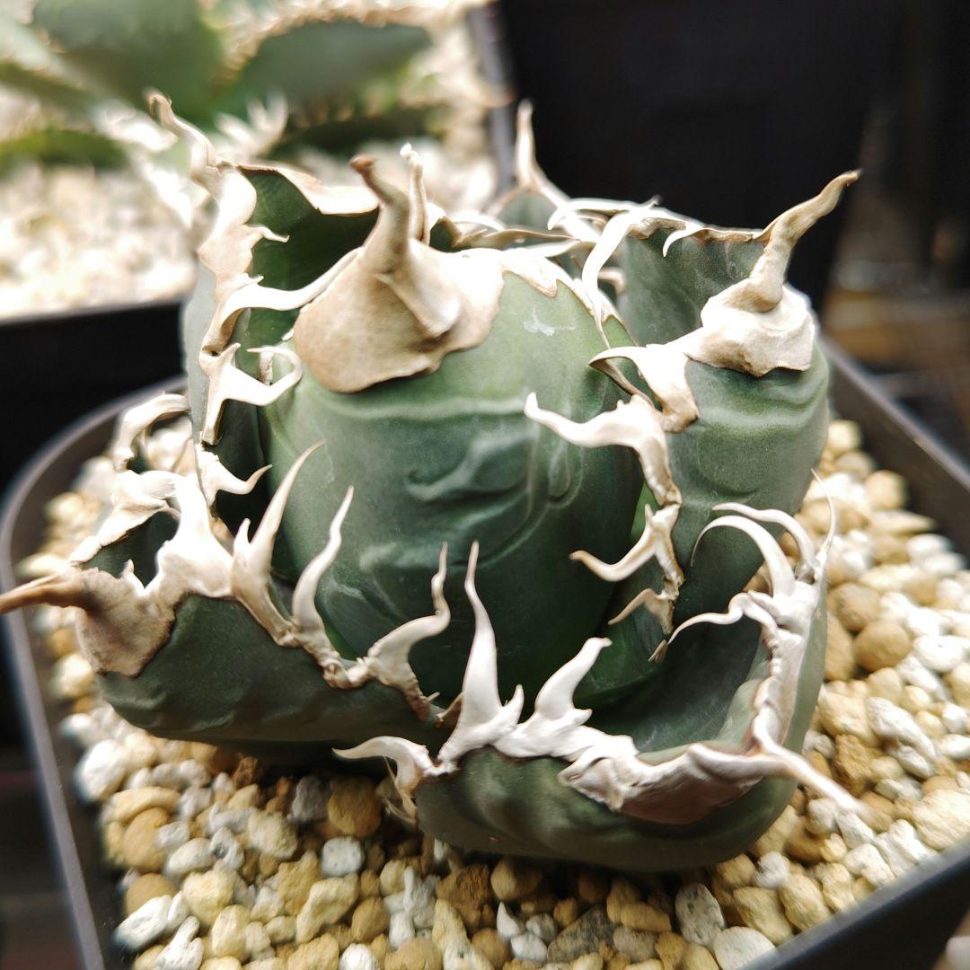 アガベ　チタノタ　悪魔　スーパーチタノタ　中株