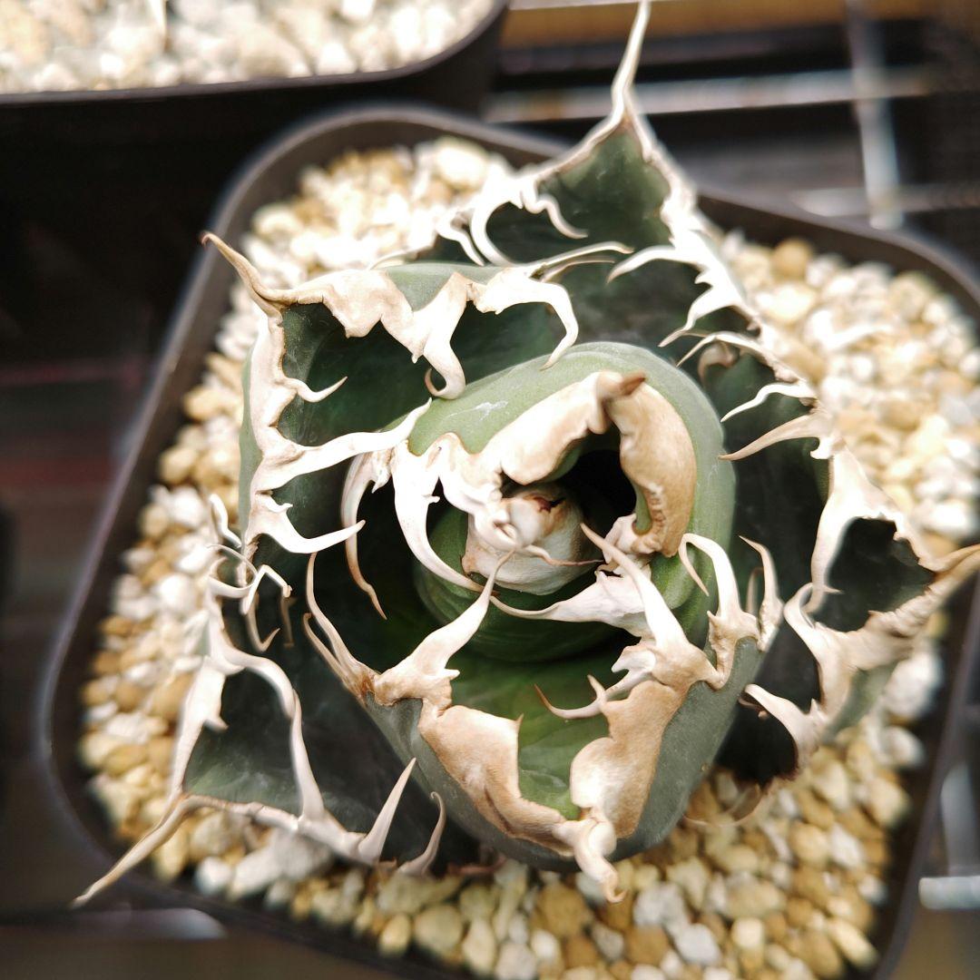 アガベ　チタノタ　悪魔　スーパーチタノタ　中株