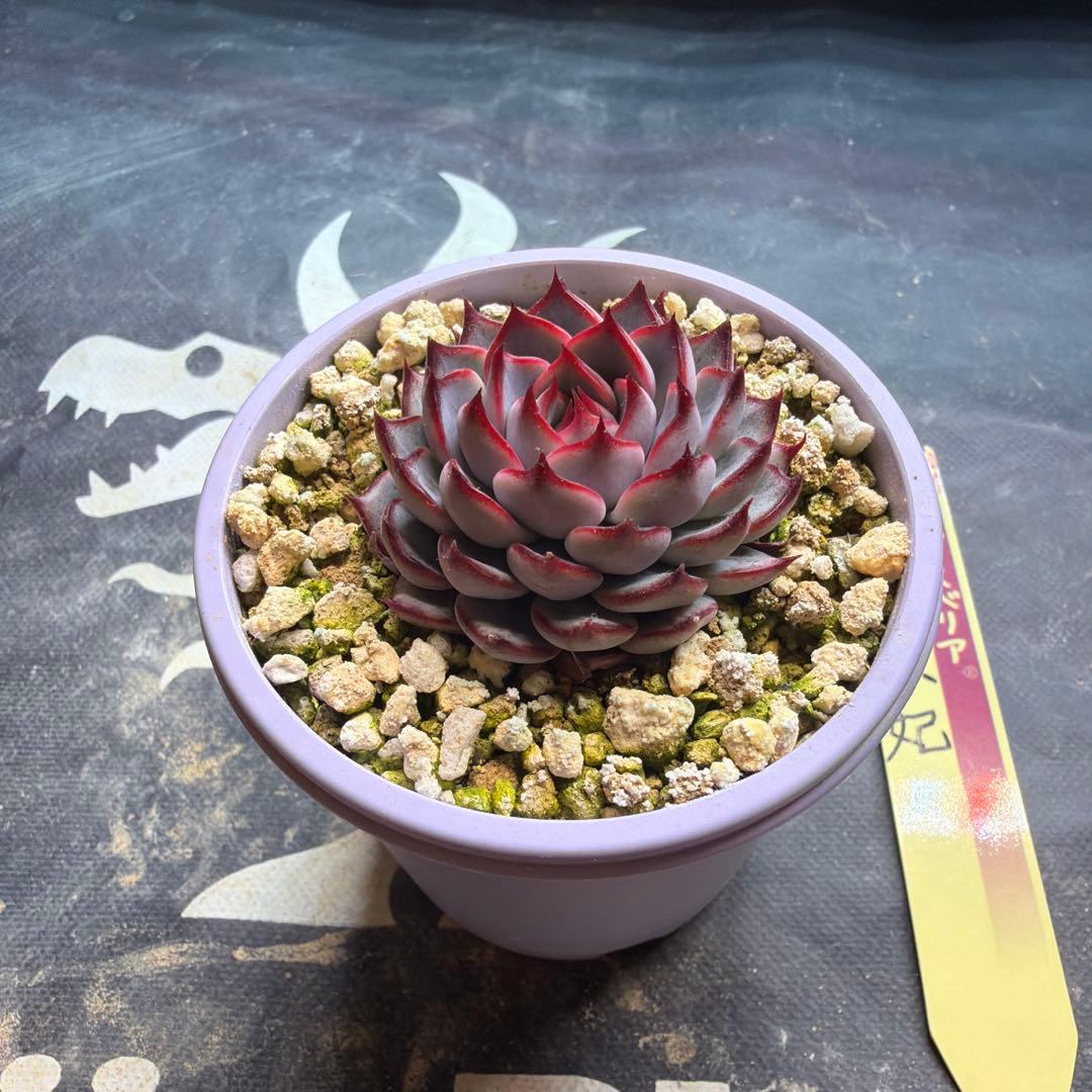 おらいさん苗　ミックスベリア　美紫妃　札付き　鉢ごと発送