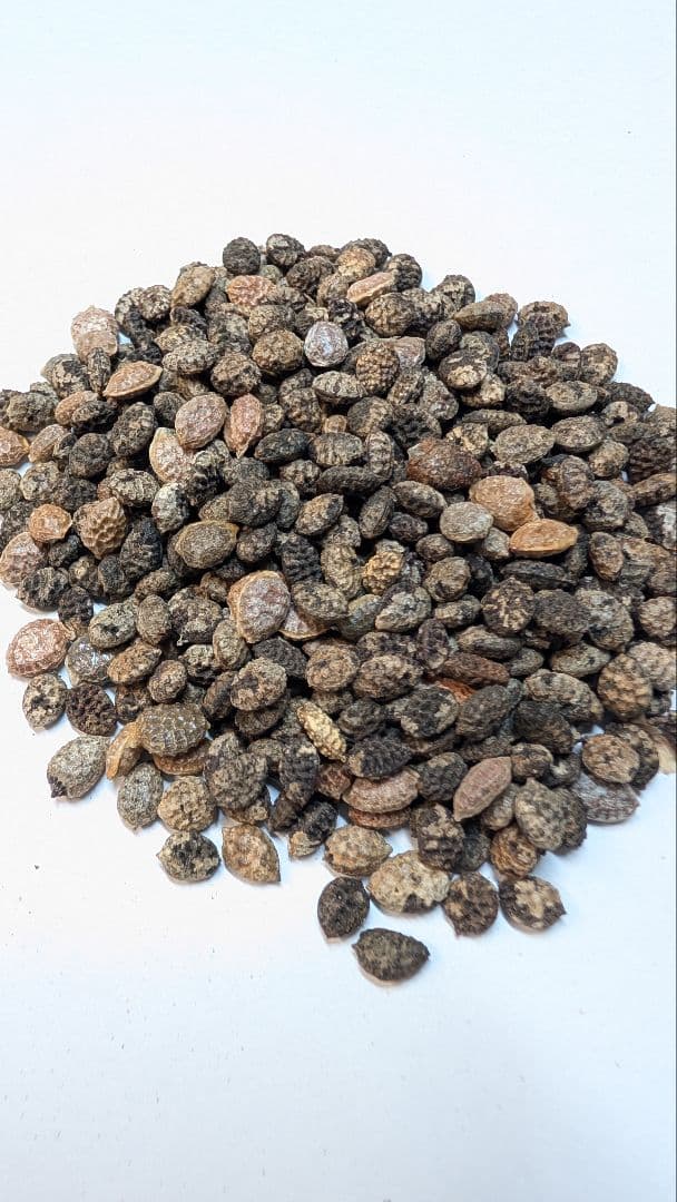 1月新着種子 アデニア ペチュエリー Adenia pechuelii 20粒