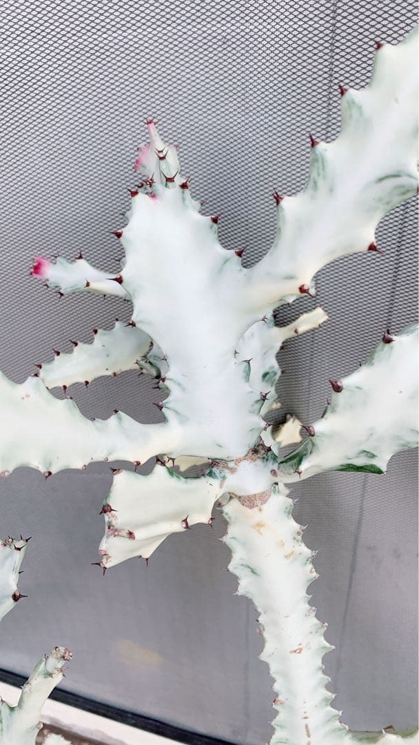 【超特大・希少】ユーフォルビア ホワイトゴースト 80cm 抜き苗 木質化あり