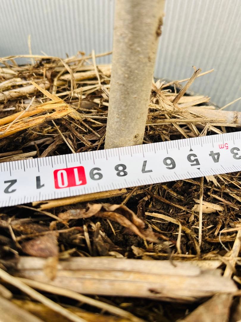 優秀ポポー 4年生(実生)苗木 1本　送料無料