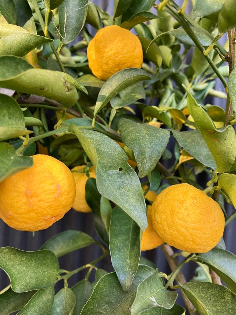 どん兵衛さま専用