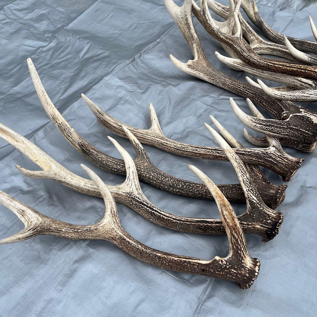 【天然物】※お値下げ済 鹿の角 エゾシカ⚫︎左右非対称⚫︎10本セット（約10kg）