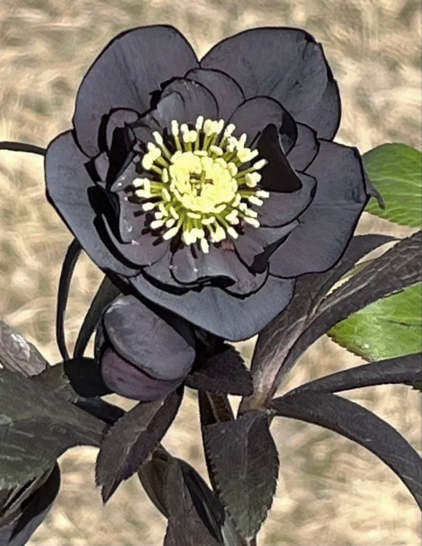 プ*ア様 3489☘️蕾花付き☘️⭐️ダブル⭐️写楽⭐️整形花⭐️艶ピコ⭐️樋口