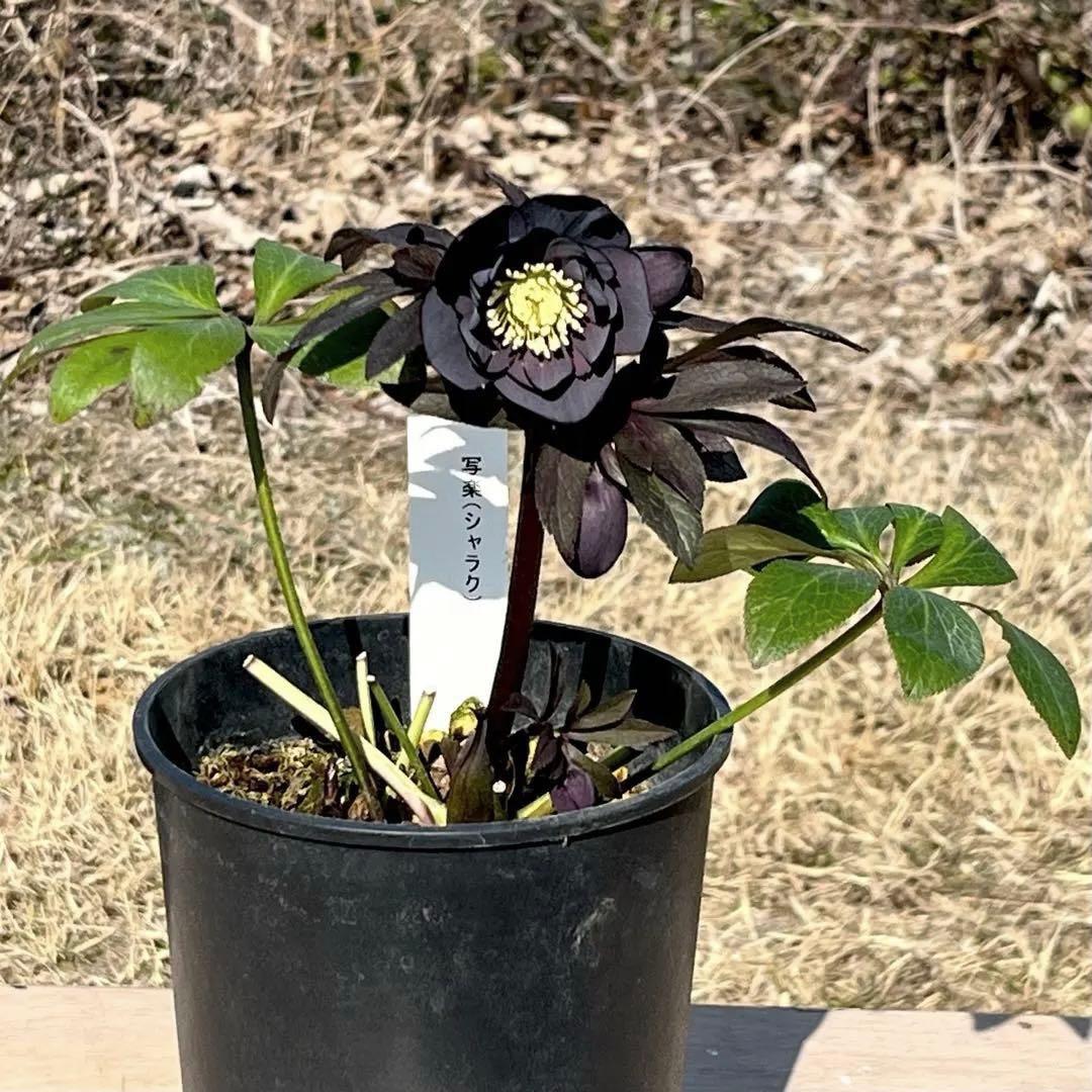 プ*ア様 3489☘️蕾花付き☘️⭐️ダブル⭐️写楽⭐️整形花⭐️艶ピコ⭐️樋口