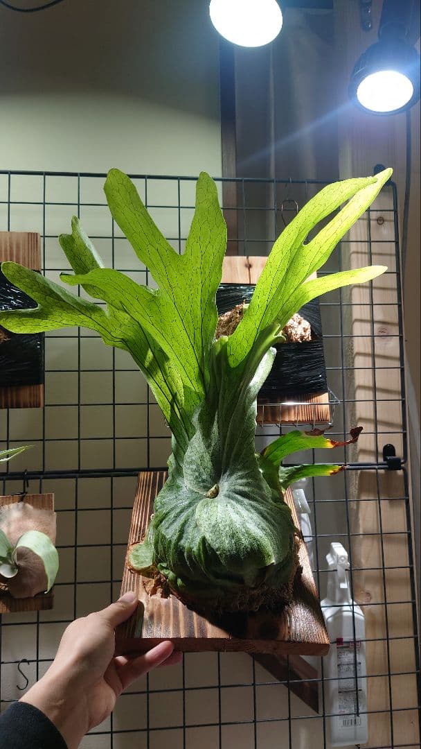 ビカクシダ　スパーバム