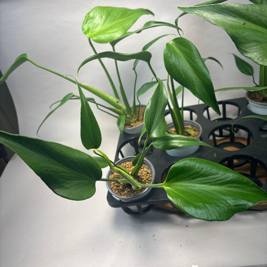 S*a様 5株セットL038 モンステラ バールマルクスフレーム