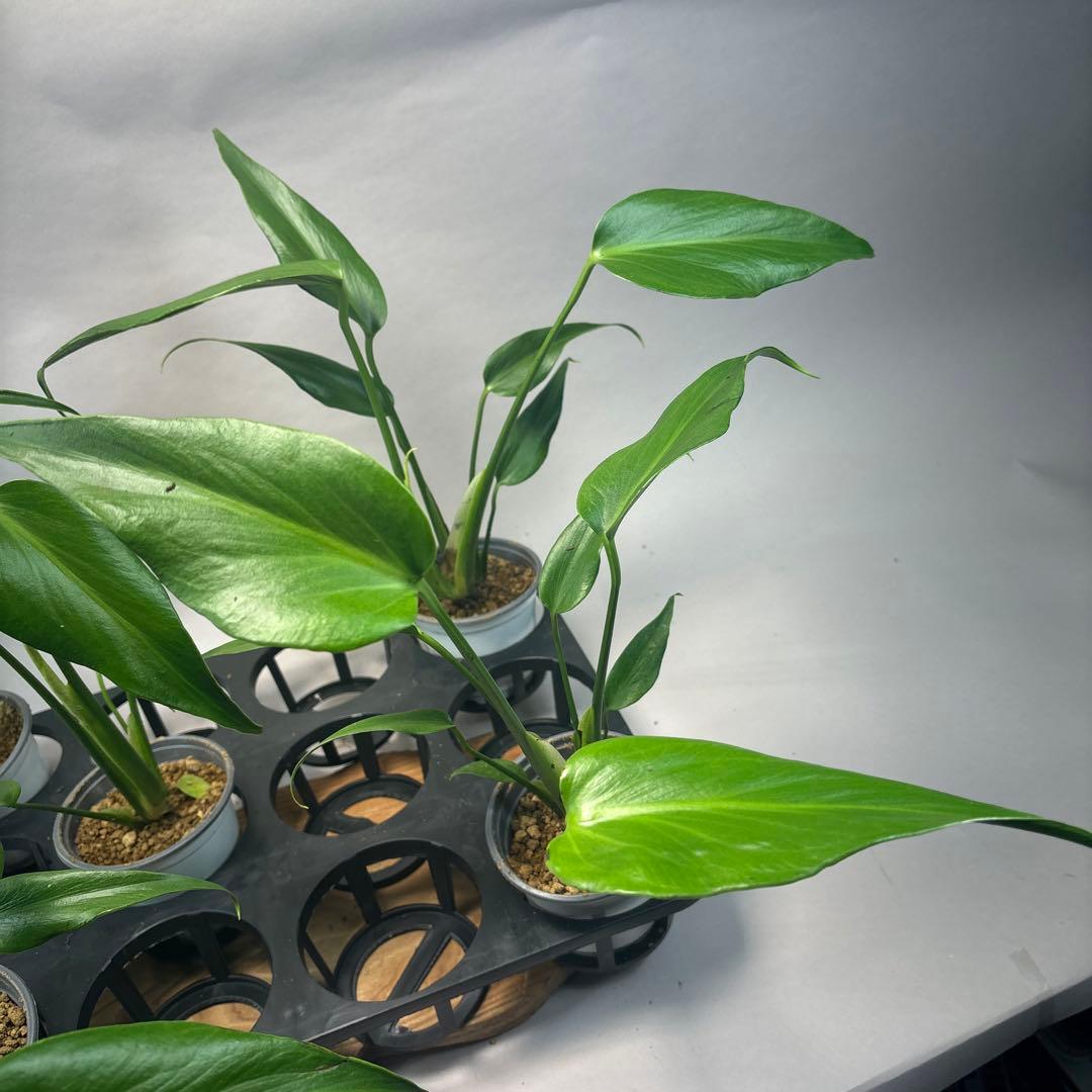 S*a様 5株セットL038 モンステラ バールマルクスフレーム