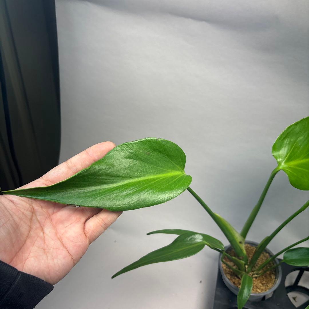 S*a様 5株セットL038 モンステラ バールマルクスフレーム