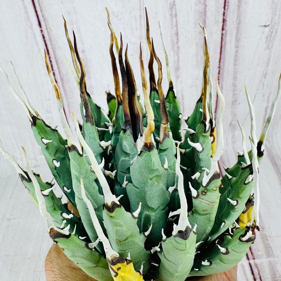 788 アガベ ユタエンシス エボリスピナ 陽炎