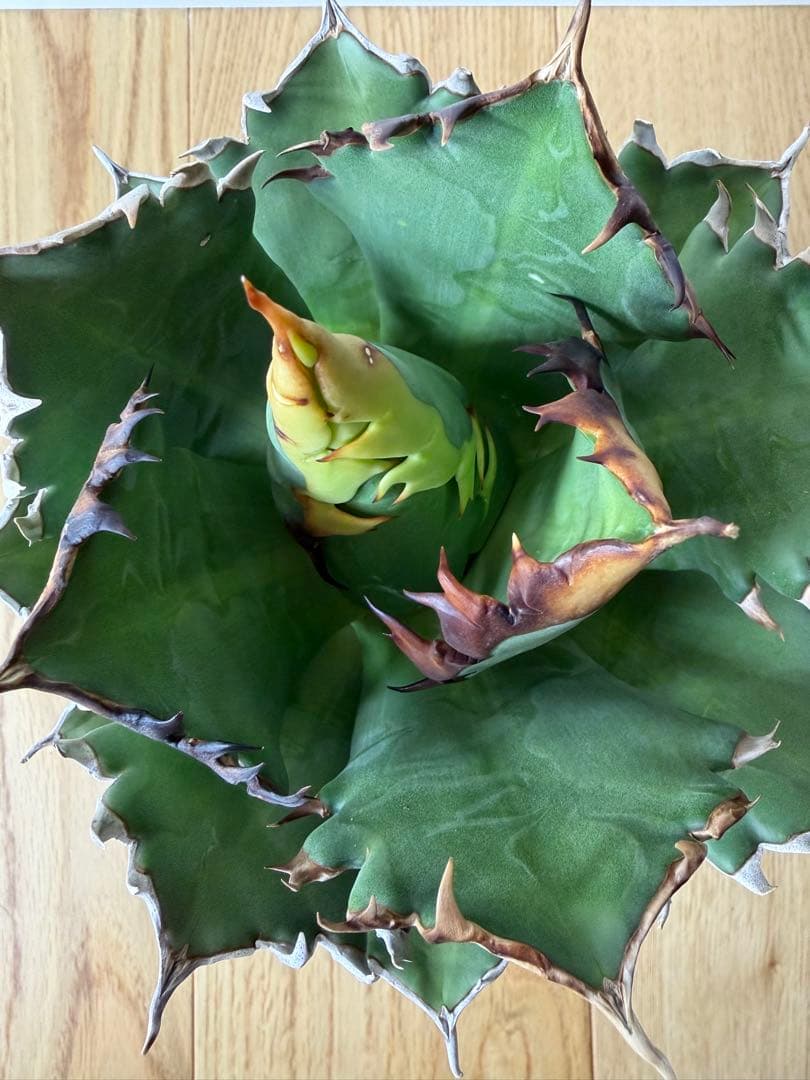 オアハカ　大株　現地球