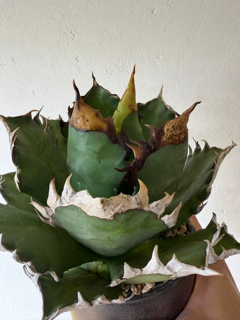 オアハカ　大株　現地球